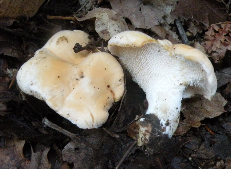 Hydnum repandum e....